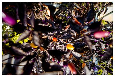 Uber Exif Photo