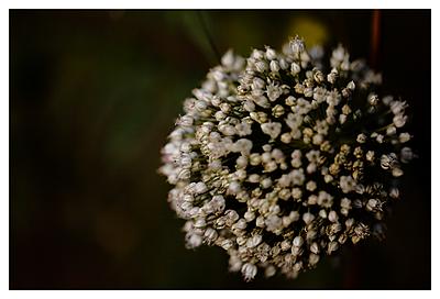 Uber Exif Photo