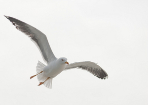 Album 1500783