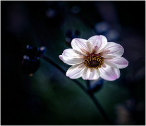 Uber Exif Photo
