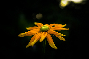 Uber Exif Photo