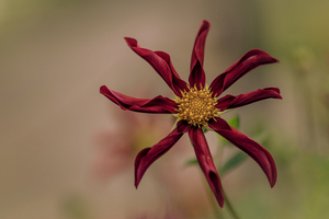 Uber Exif Photo