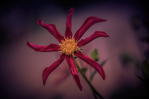Uber Exif Photo
