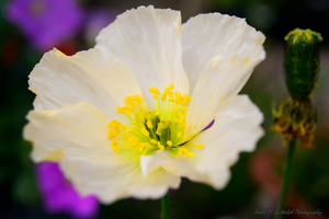 Uber Exif Photo