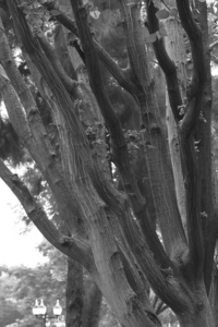 Uber Exif Photo