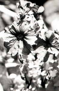 Uber Exif Photo