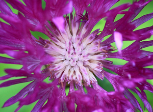 Uber Exif Photo