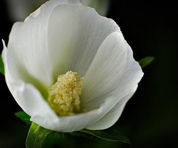 Uber Exif Photo