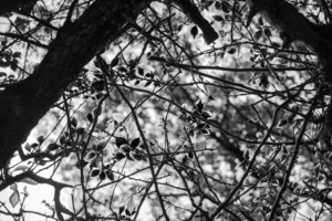 Uber Exif Photo