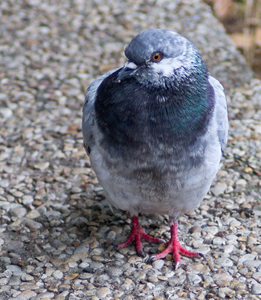 Uber Exif Photo