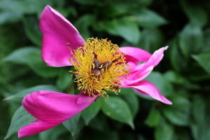 Uber Exif Photo