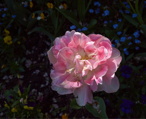 Uber Exif Photo