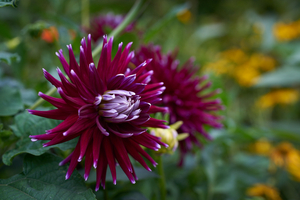 Uber Exif Photo