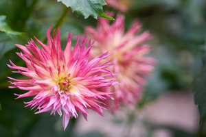 Uber Exif Photo