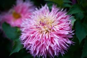 Uber Exif Photo
