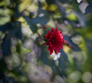 Uber Exif Photo