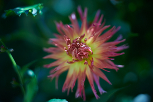 Uber Exif Photo