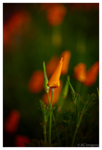 Uber Exif Photo