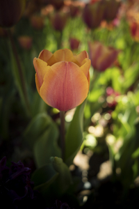 Uber Exif Photo