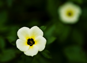 Uber Exif Photo