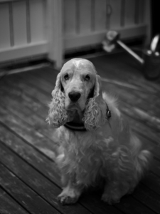 Uber Exif Photo