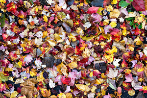 Uber Exif Photo