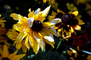 Uber Exif Photo