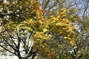 Uber Exif Photo