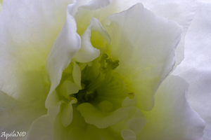 Uber Exif Photo
