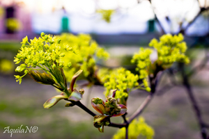 Uber Exif Photo