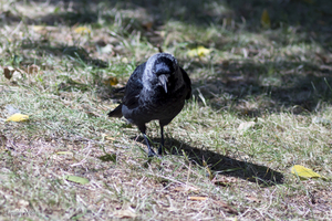 Uber Exif Photo