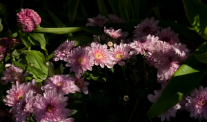 Uber Exif Photo