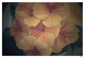Uber Exif Photo