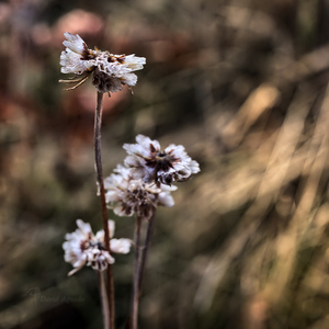 Uber Exif Photo