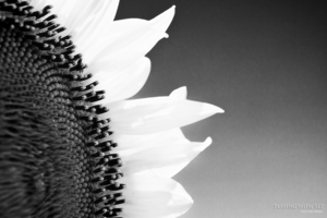 Uber Exif Photo