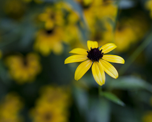Uber Exif Photo