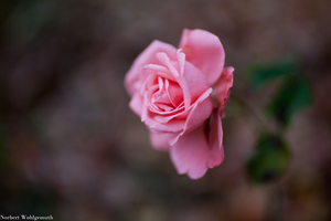 Uber Exif Photo