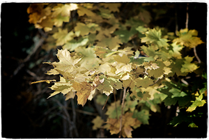 Uber Exif Photo