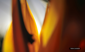 Uber Exif Photo