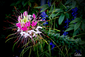 Uber Exif Photo