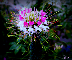 Uber Exif Photo