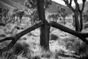 Uber Exif Photo