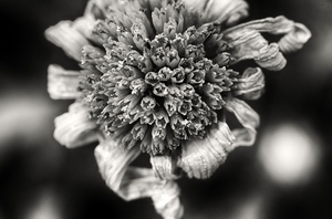 Uber Exif Photo