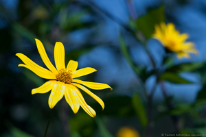 Uber Exif Photo