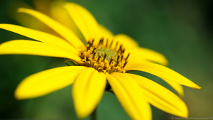 Uber Exif Photo