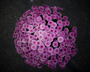 Uber Exif Photo