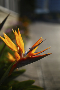 Uber Exif Photo