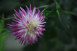 Uber Exif Photo