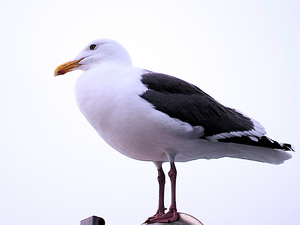 Uber Exif Photo