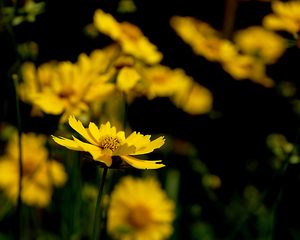 Uber Exif Photo